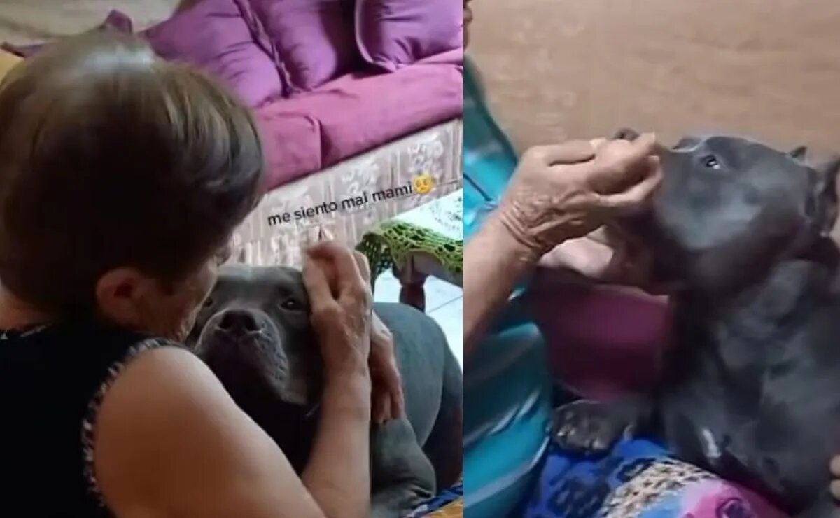 Abuelita 'cura' a su perrito haciéndole una 'limpia' con huevo