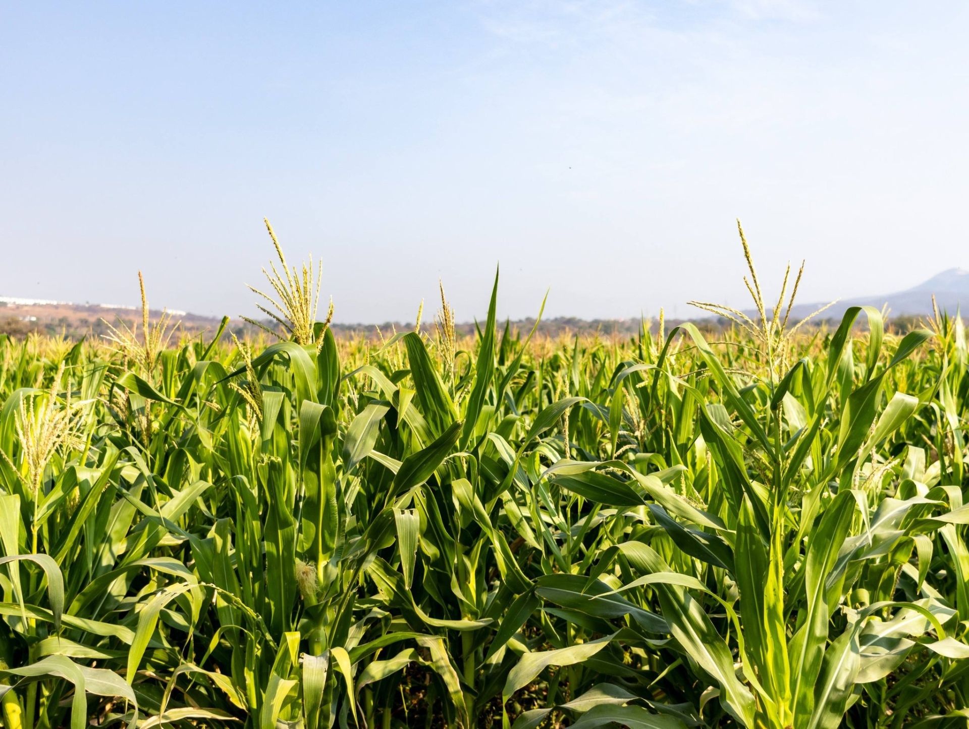 Sedagro abre bolsa de créditos para el campo; financiamientos alcanzan hasta 4 millones de pesos