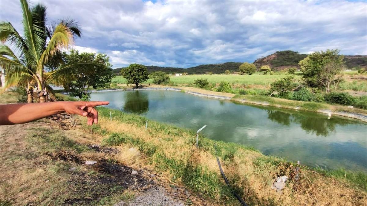 Estanques piscícolas resienten falta de lluvias en Chinameca