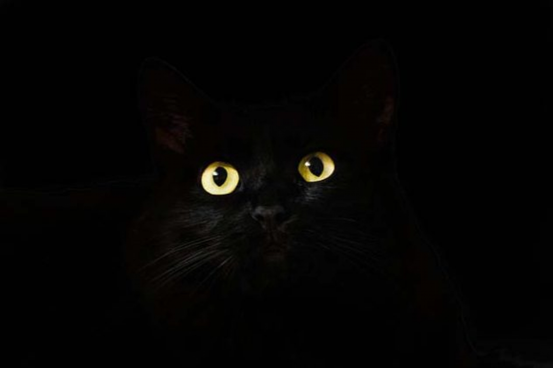 Aquí te explicamos cómo ven los gatos