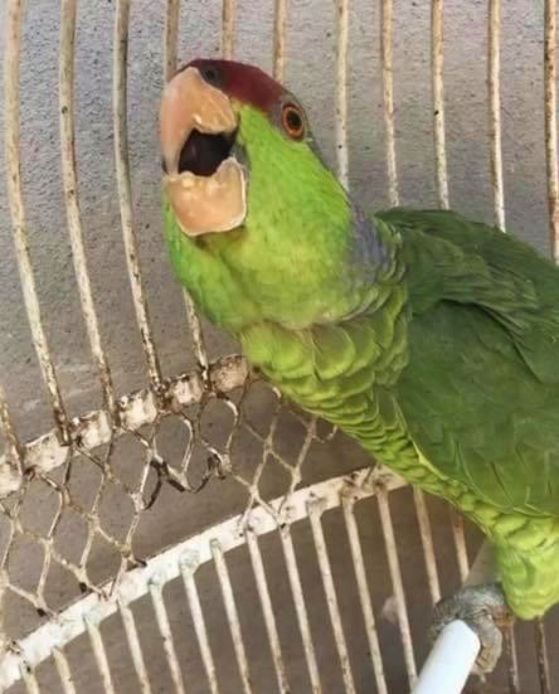 Recuperan a 'Checo', el perico robado junto con una camioneta en Jojutla