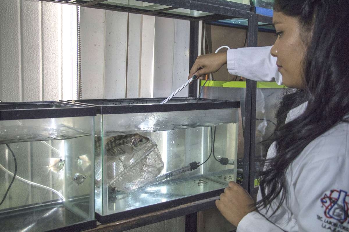 Especies no nativas de peces amenazan a mojarra criolla en zona sur