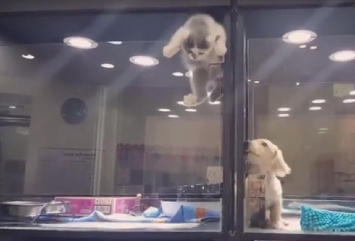 ¡Ternura al máximo!, escapa gatito para ir con su amigo