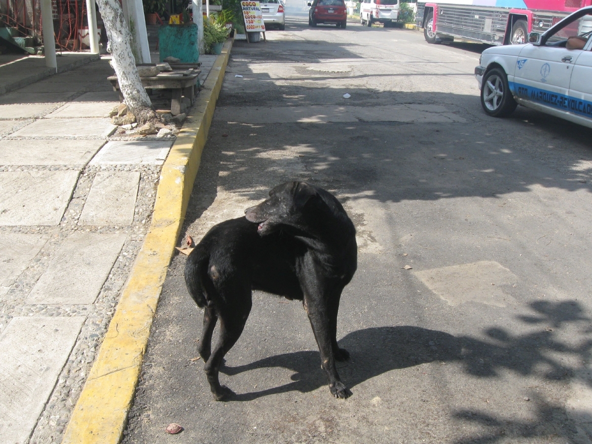 Inicia campaña de esterilización canina y felina en Tetecala