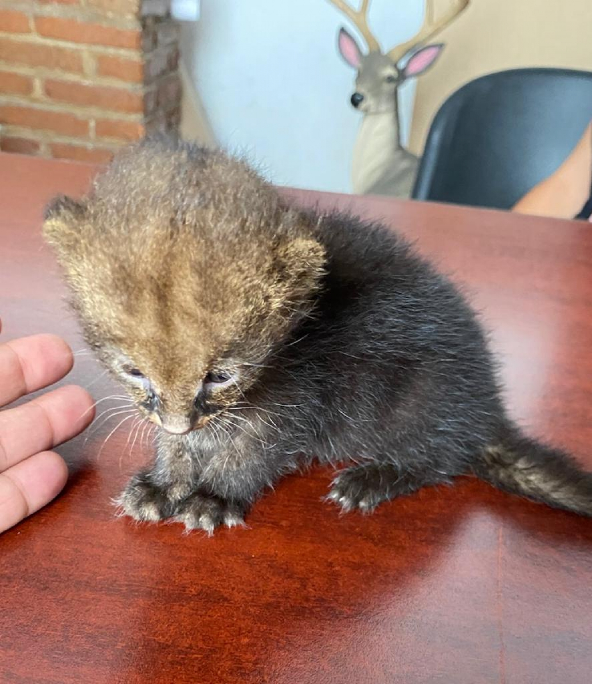 Rescata SDS a felino jaguarundi