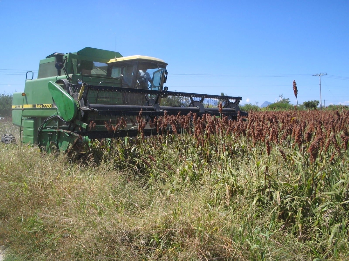 Reducirán hasta en un 20% la siembra de maíz y sorgo en Coatetelco
