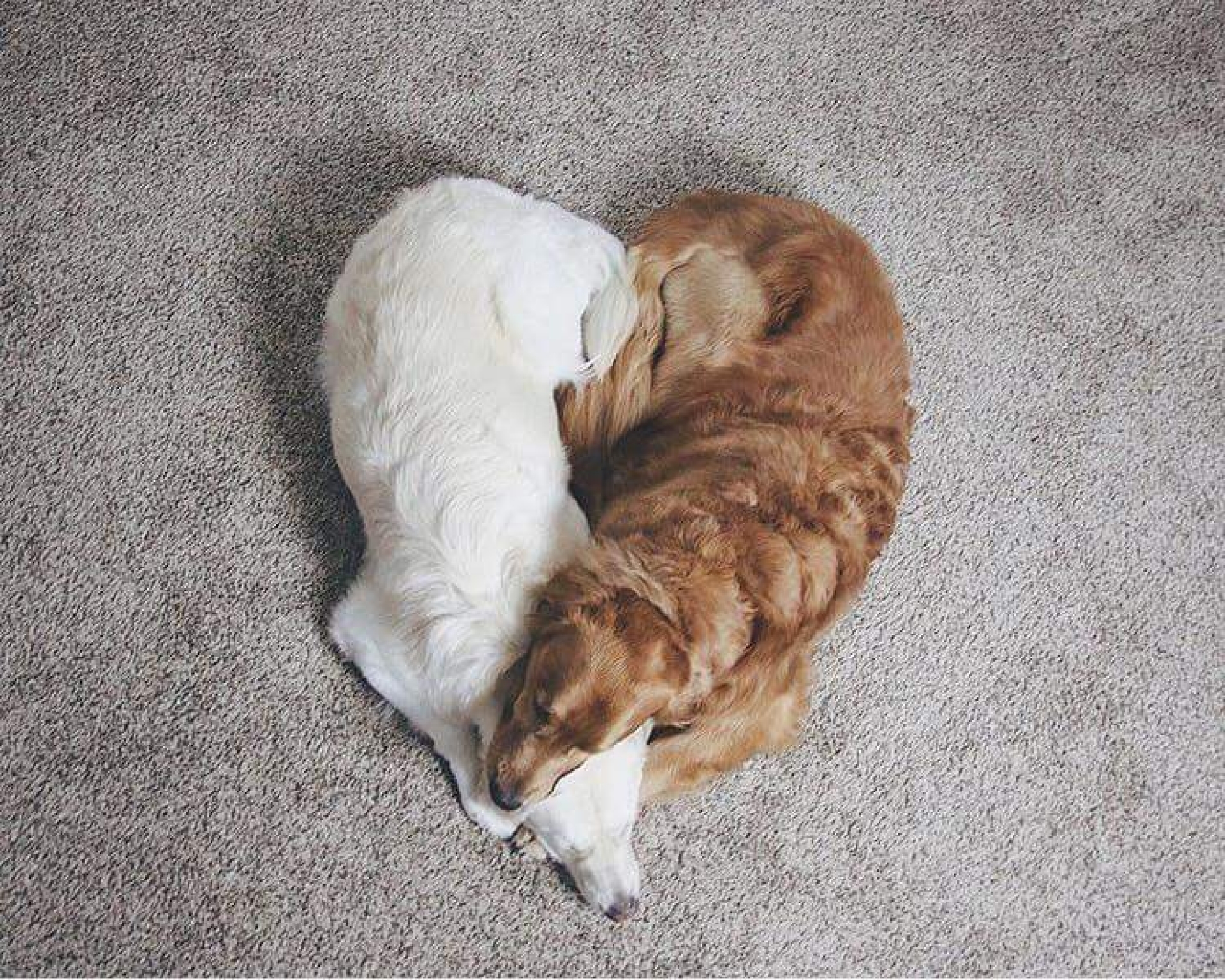 El amor en cuatro patas