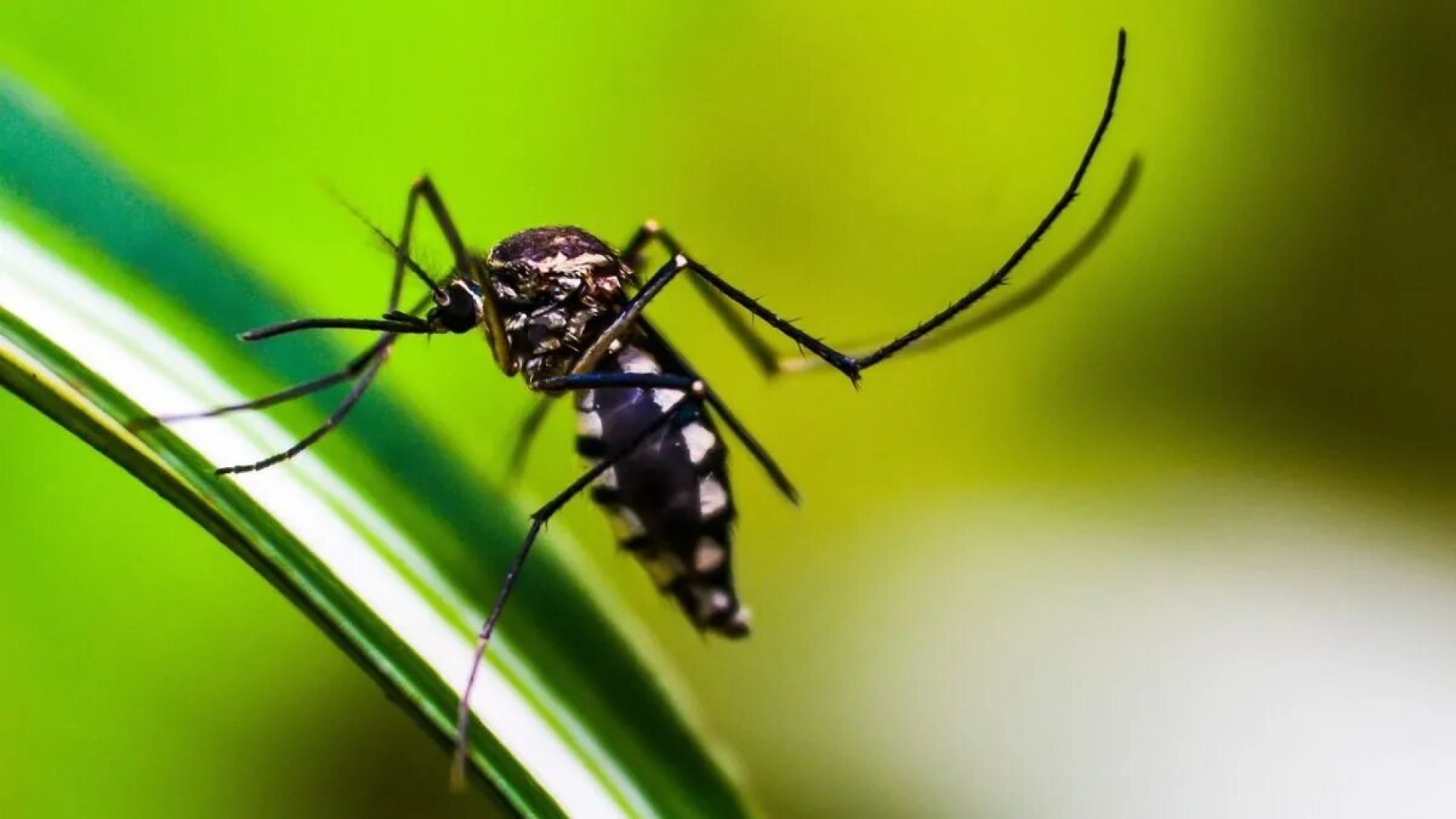 El dengue cubrirá México y Brasil por completo en 2039, revela estudio