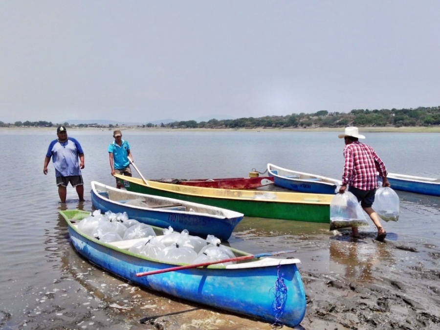 Liberan 200 mil crías de tilapia en las lagunas de El Rodeo y Coatetelco