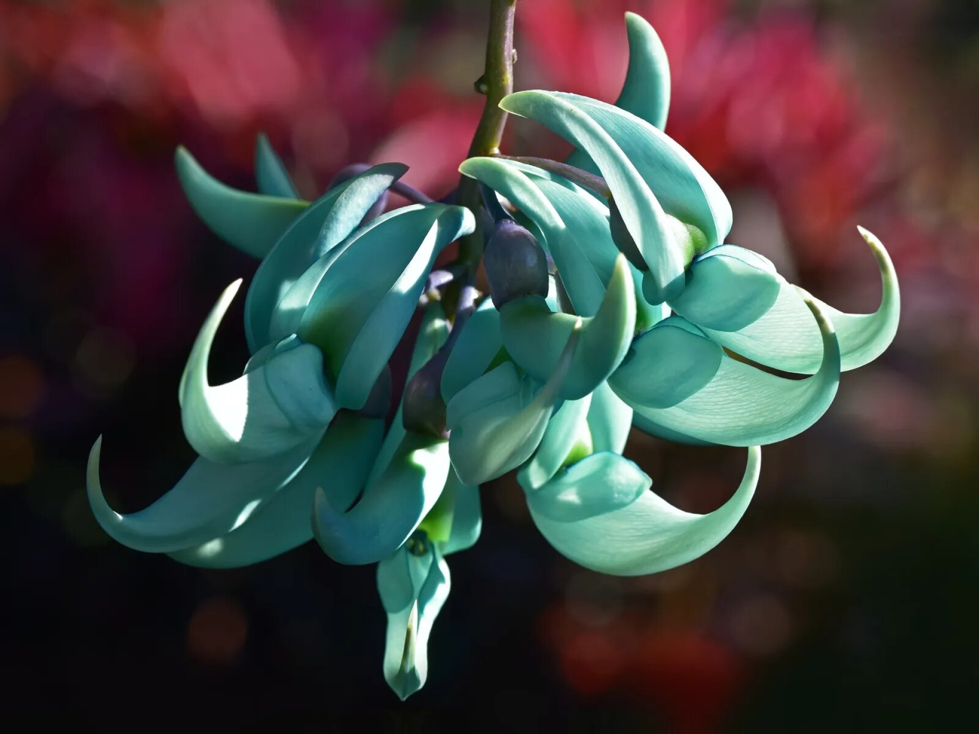 Científicos utilizan IA para prever riesgo de extinción de plantas con flor