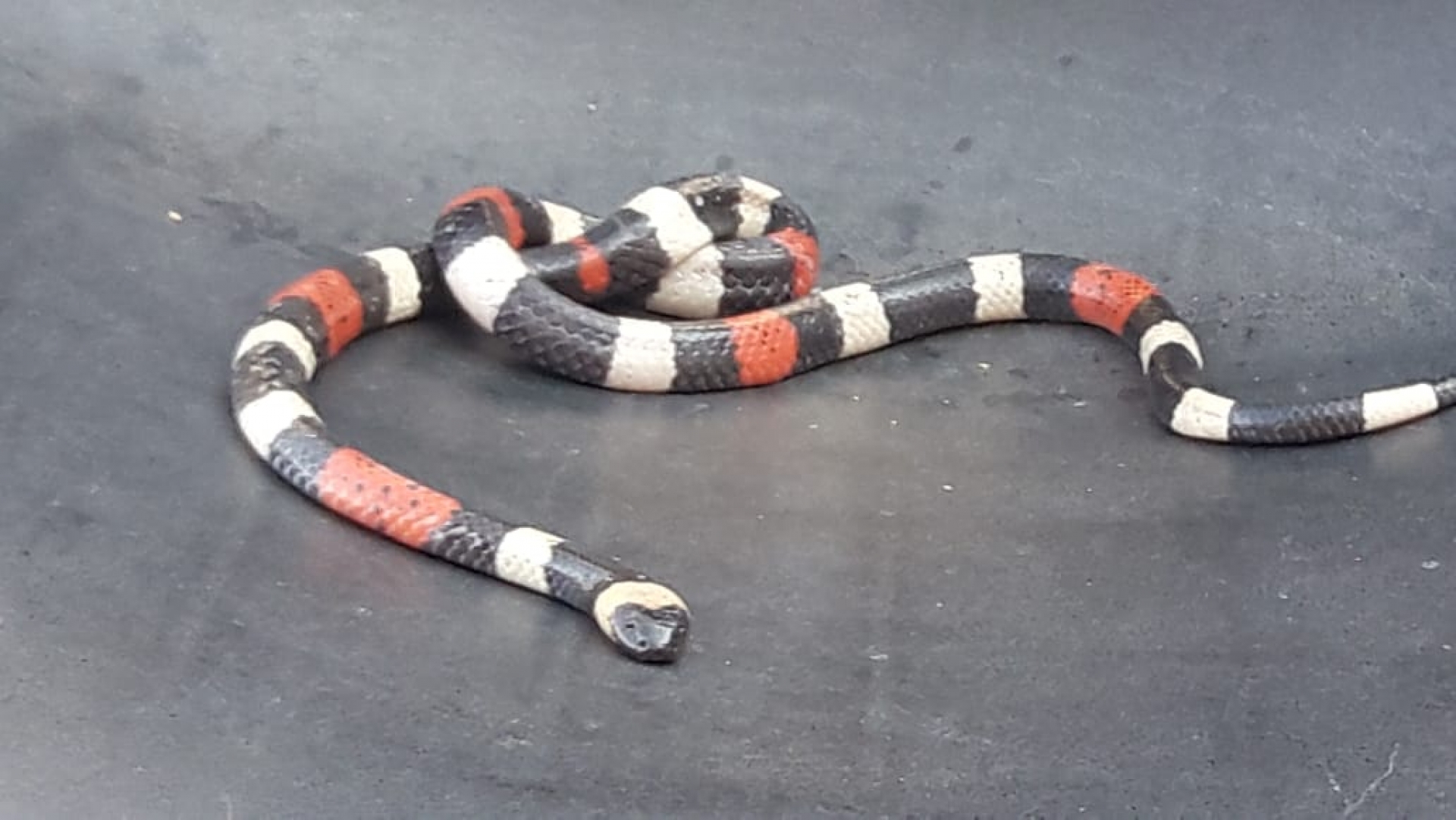 Captura PC reptil en la colonia Milpillas