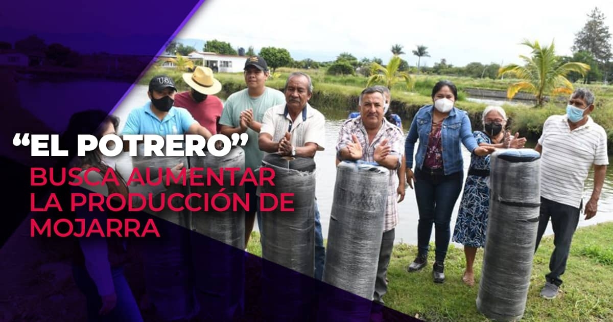Buscan piscicultores aumentar la producción de mojarra