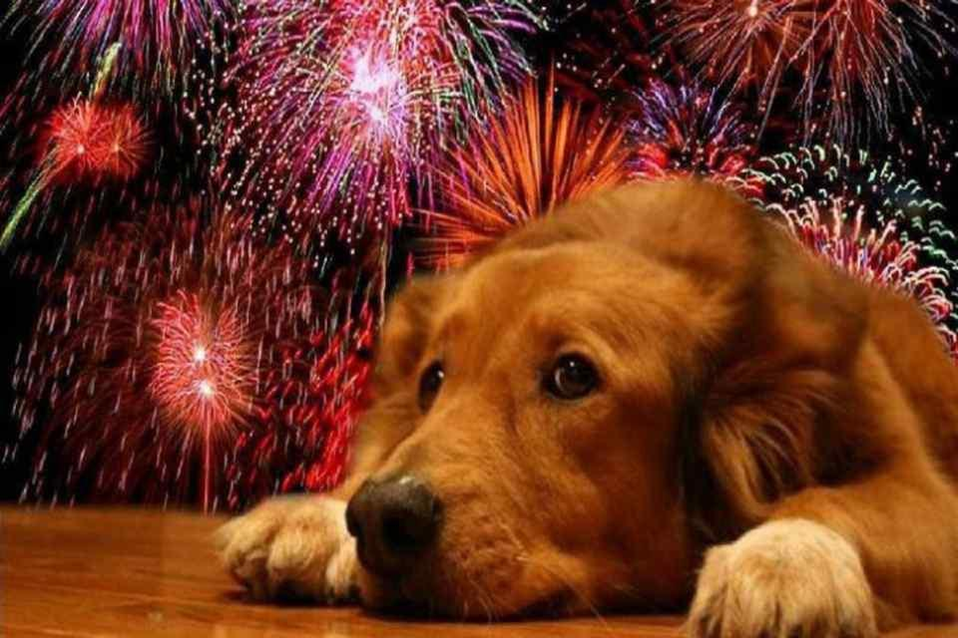 ¿Qué hacer si mi perro se asusta por el ruido de los cohetes?