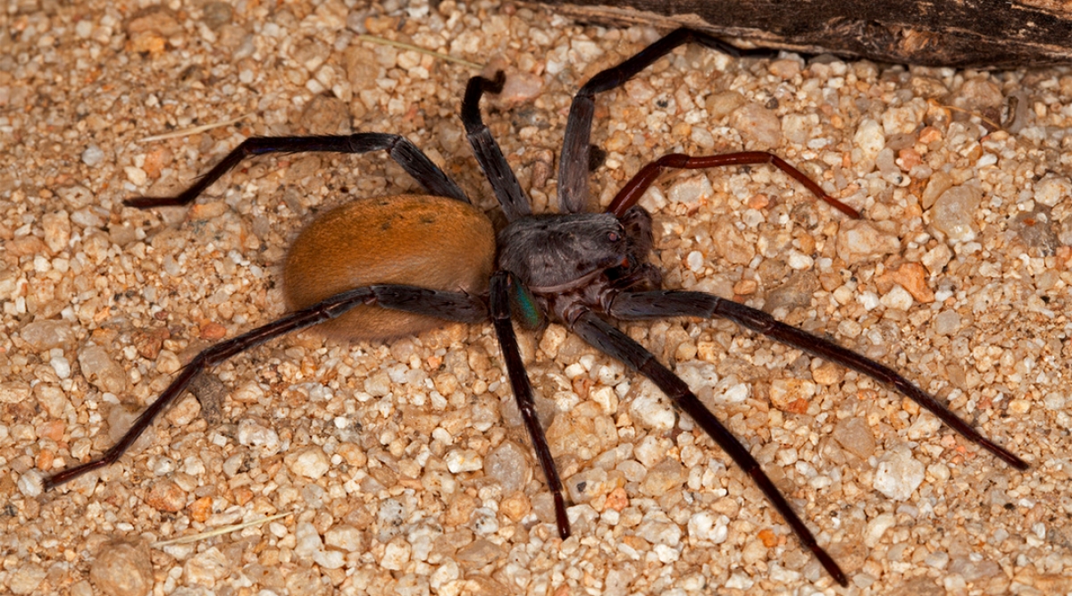 Descubren en México una nueva especie de araña digna de tus peores pesadillas