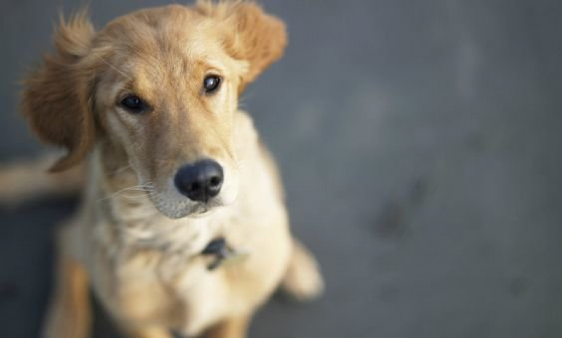 Buscar tu mirada y otras 4 cosas que hace tu mascota antes de morir