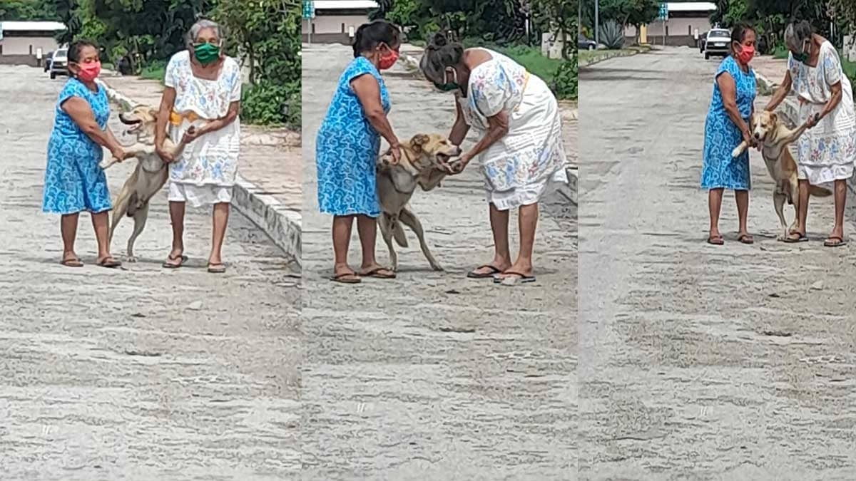 Abuelitas corretean y atrapan a su perrito que escapó de casa