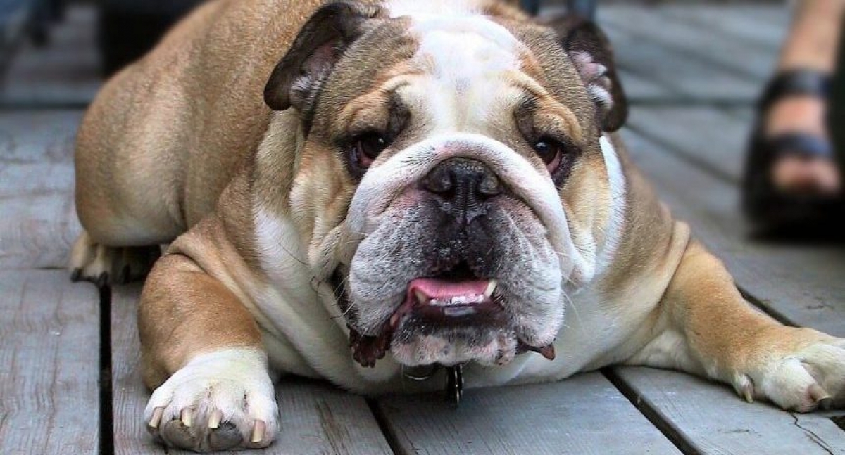 Debido a la crianza selectiva el bulldog es el perro más enfermo de todos