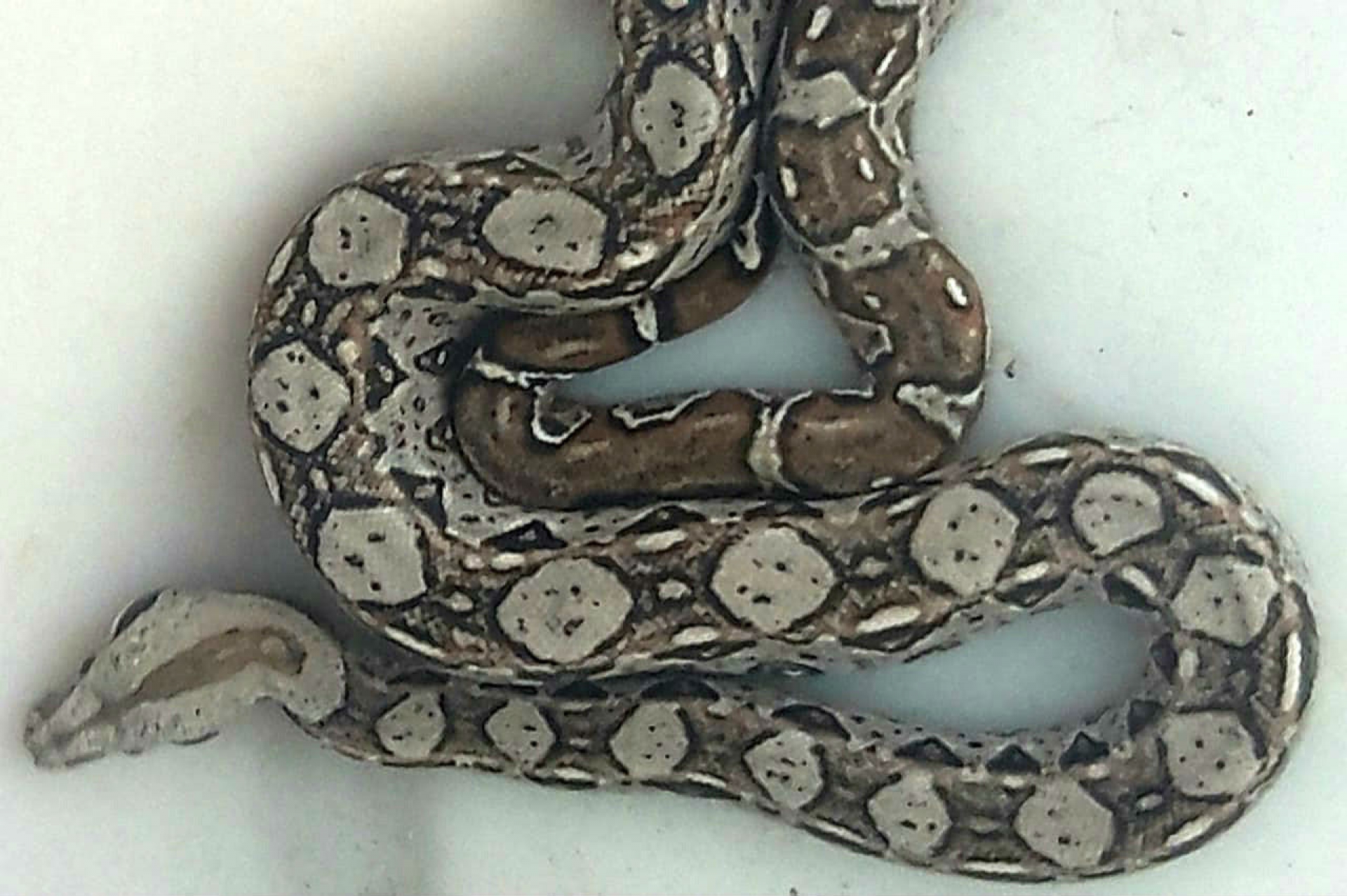 Captura PC Cuernavaca boa constrictor, hallada en una jardinera