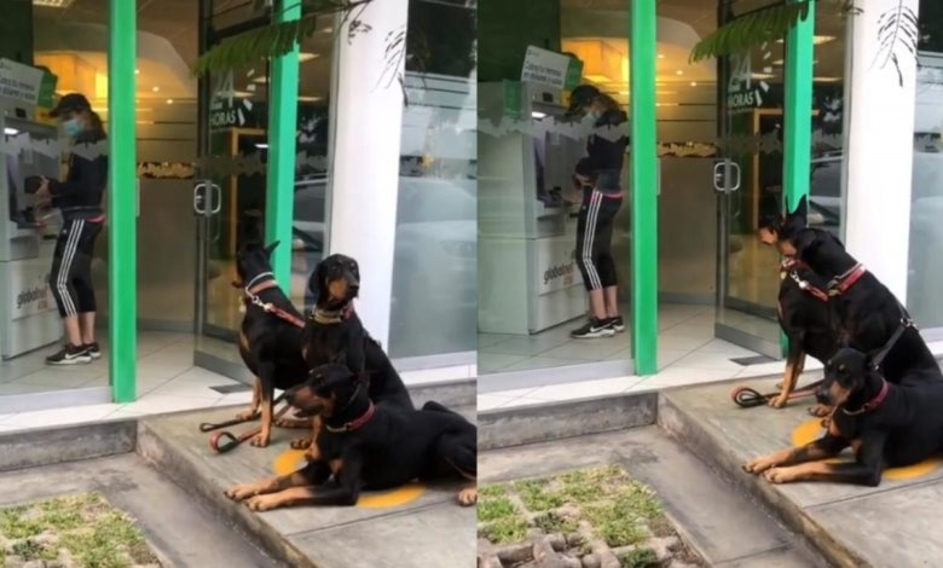 Mujer va al cajero escoltada por tres perros dóberman