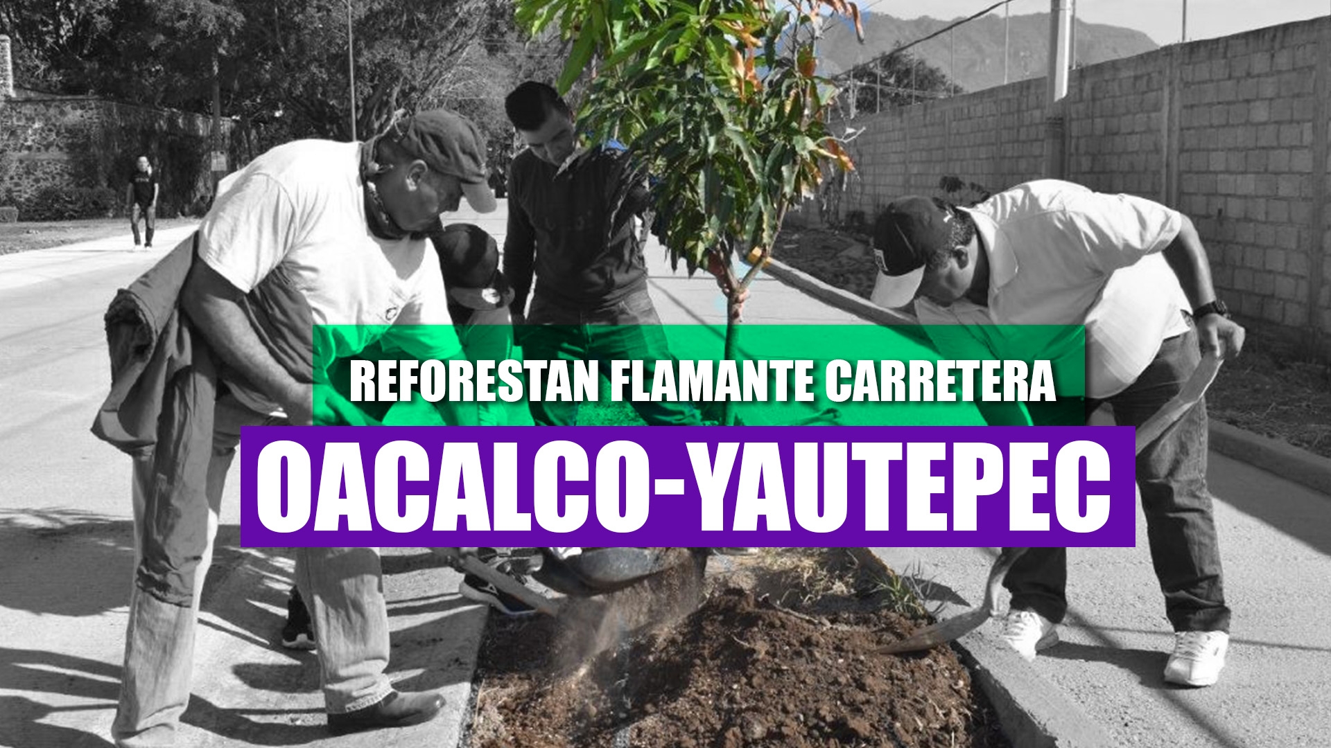 Reforestan la recién construida carretera Oacalco-Yautepec