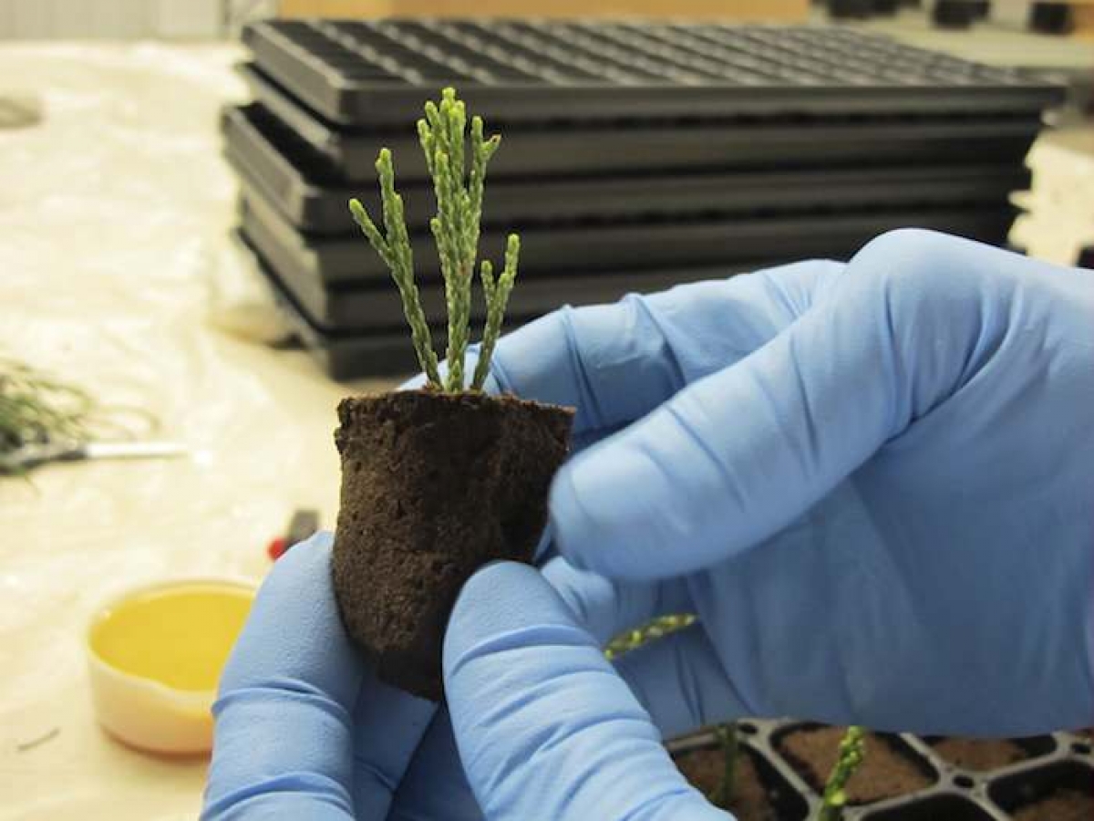 Ambientalistas clonan una secuoya gigante para enfrentar el cambio climático