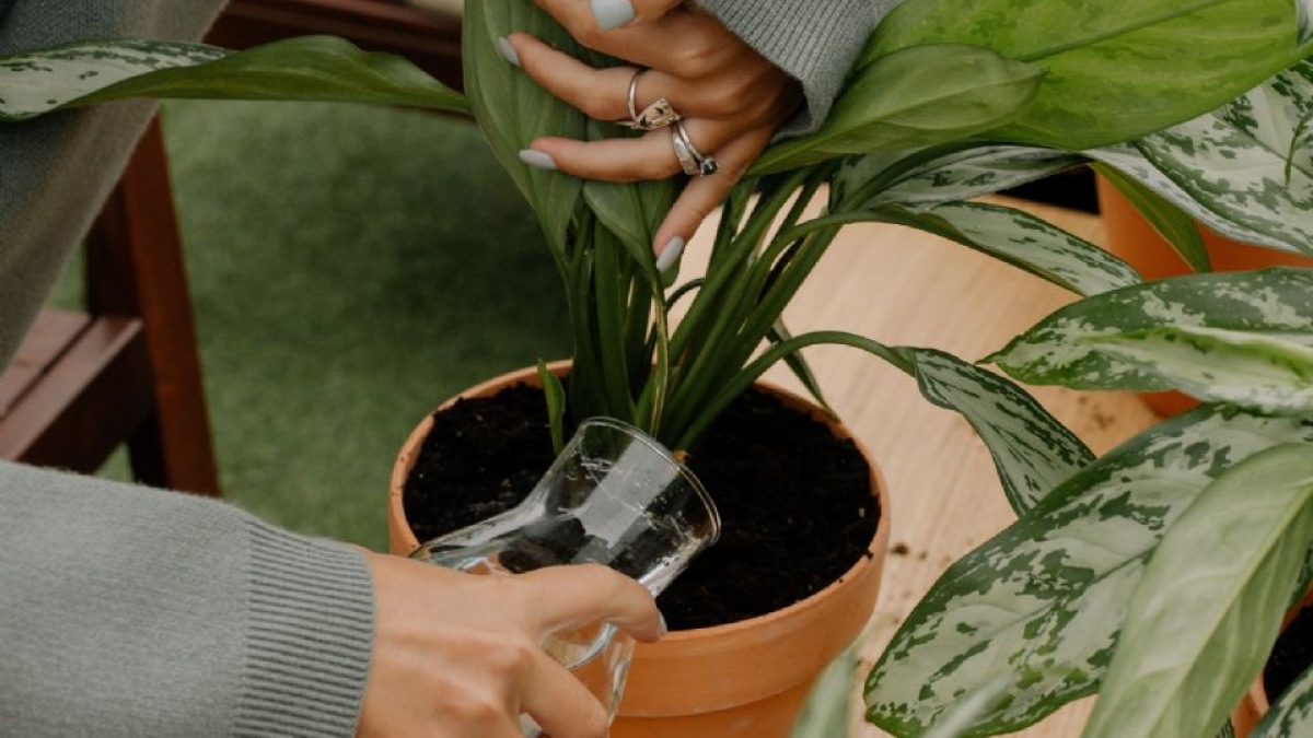 ¿Cuál es la hora ideal para regar las plantas?