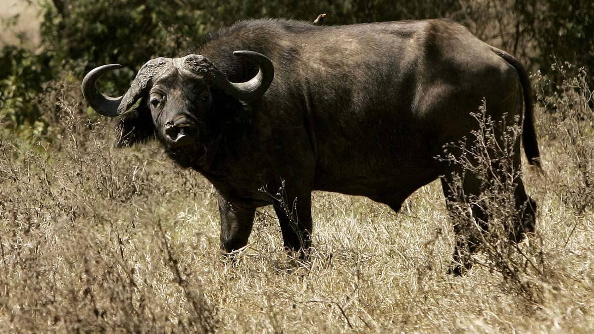 Búfalo salva a una tortuga atorada y su ayuda conmueve las redes
