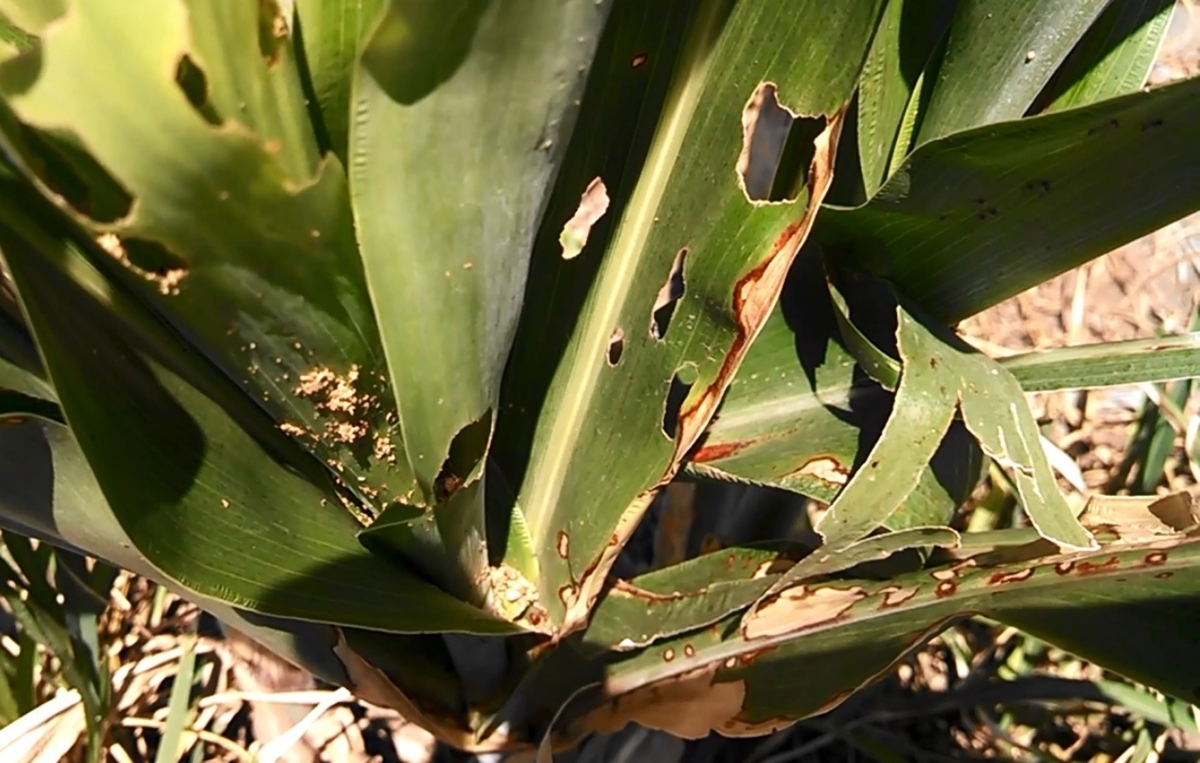 Entregan “crisopas” a productores de sorgo de Coatlán del Río