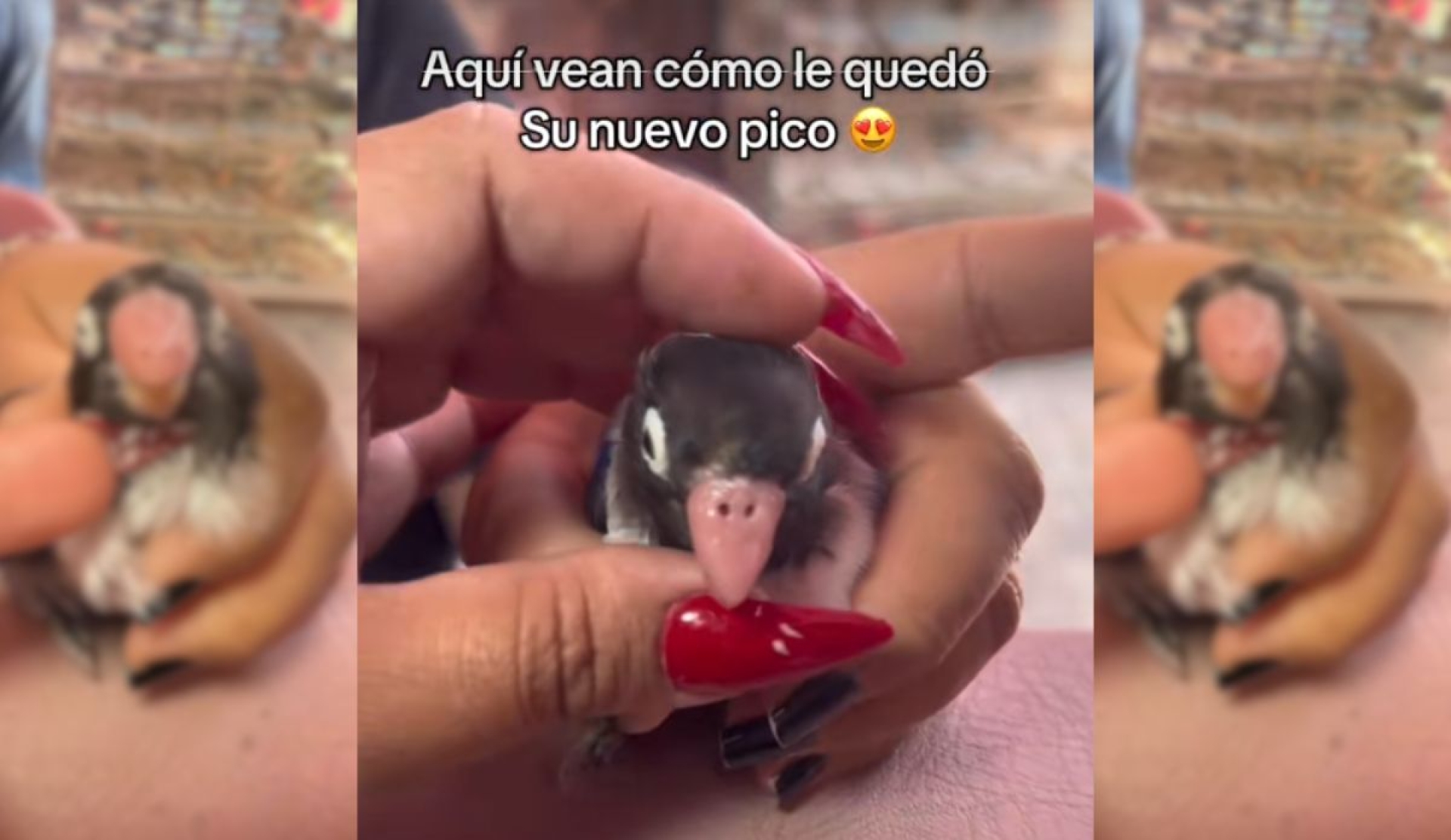 Manicurista de Veracruz genera polémica por prótesis artesanal a un pajarito
