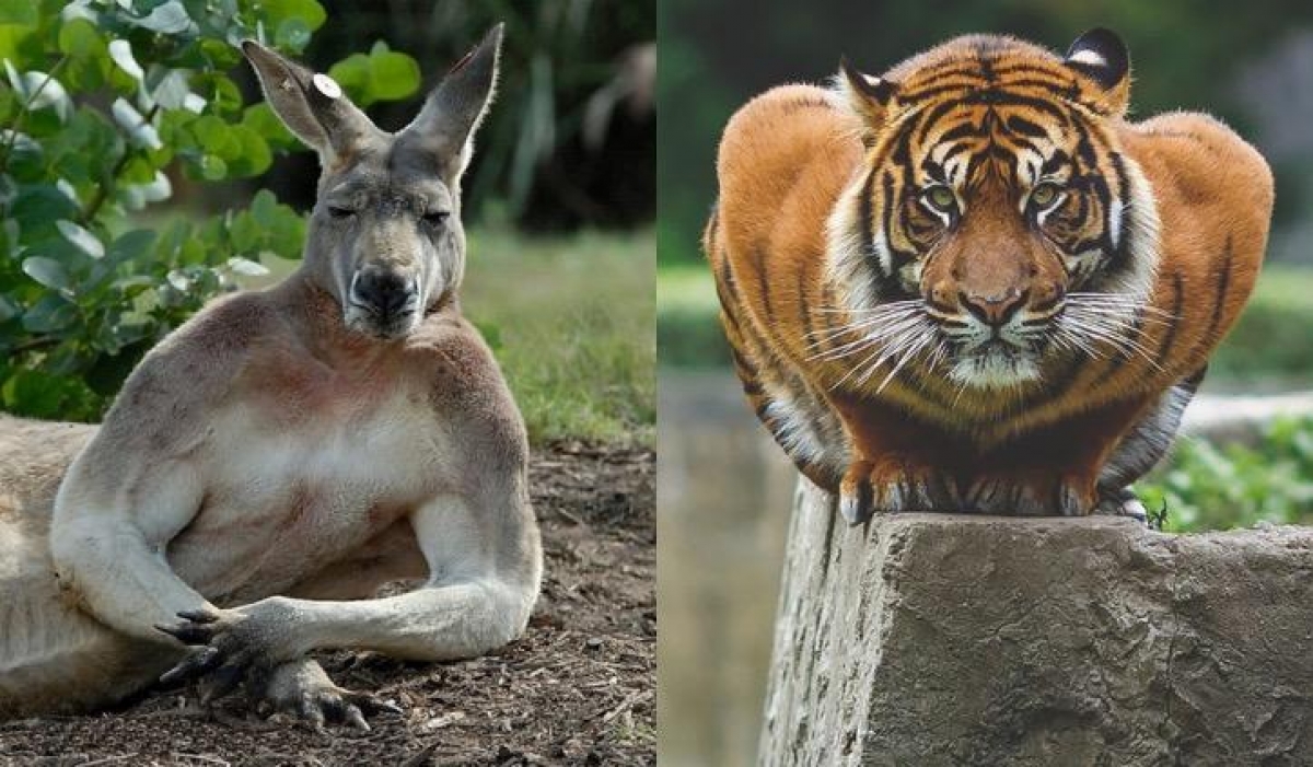 Suena extraño, pero estos son los chicos más sexies del reino animal