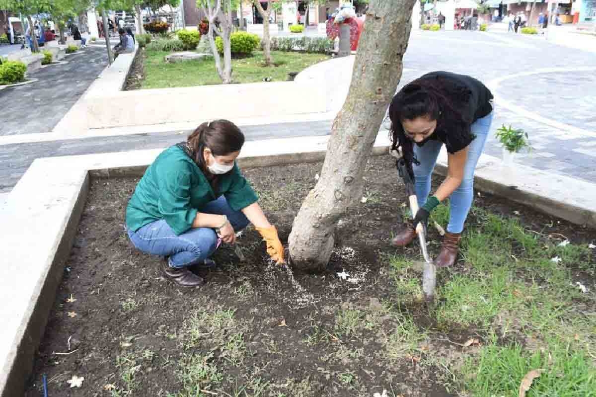 En el Día Mundial del Árbol, rehabilitan jardines de Cuautla