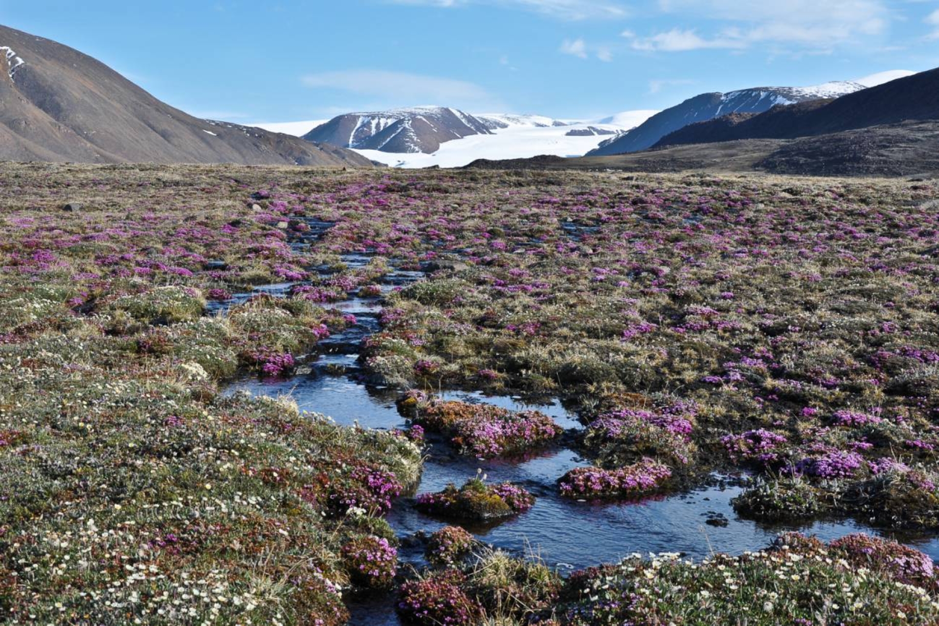 Cambios en la vegetación ártica revelan impacto del cambio climático