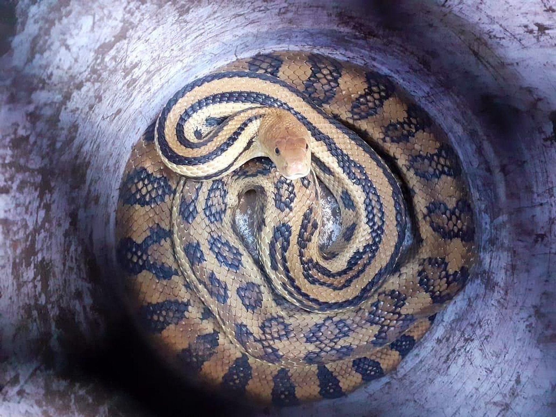 Captura PC Cuernavaca una serpiente pitón en Lomas de Atzingo