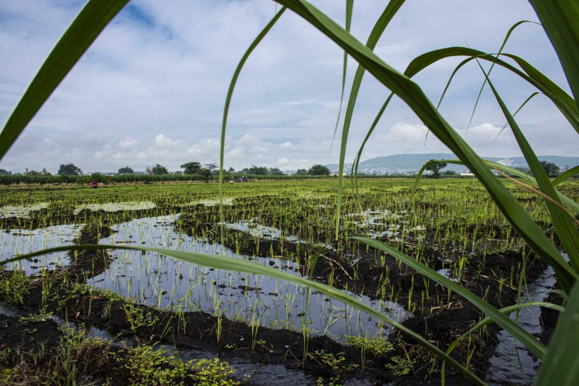 'Buen año para el arroz de Morelos'