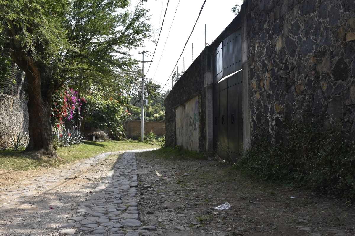 Exigen la devolución de 158 perros decomisados en operativo en Tepoztlán