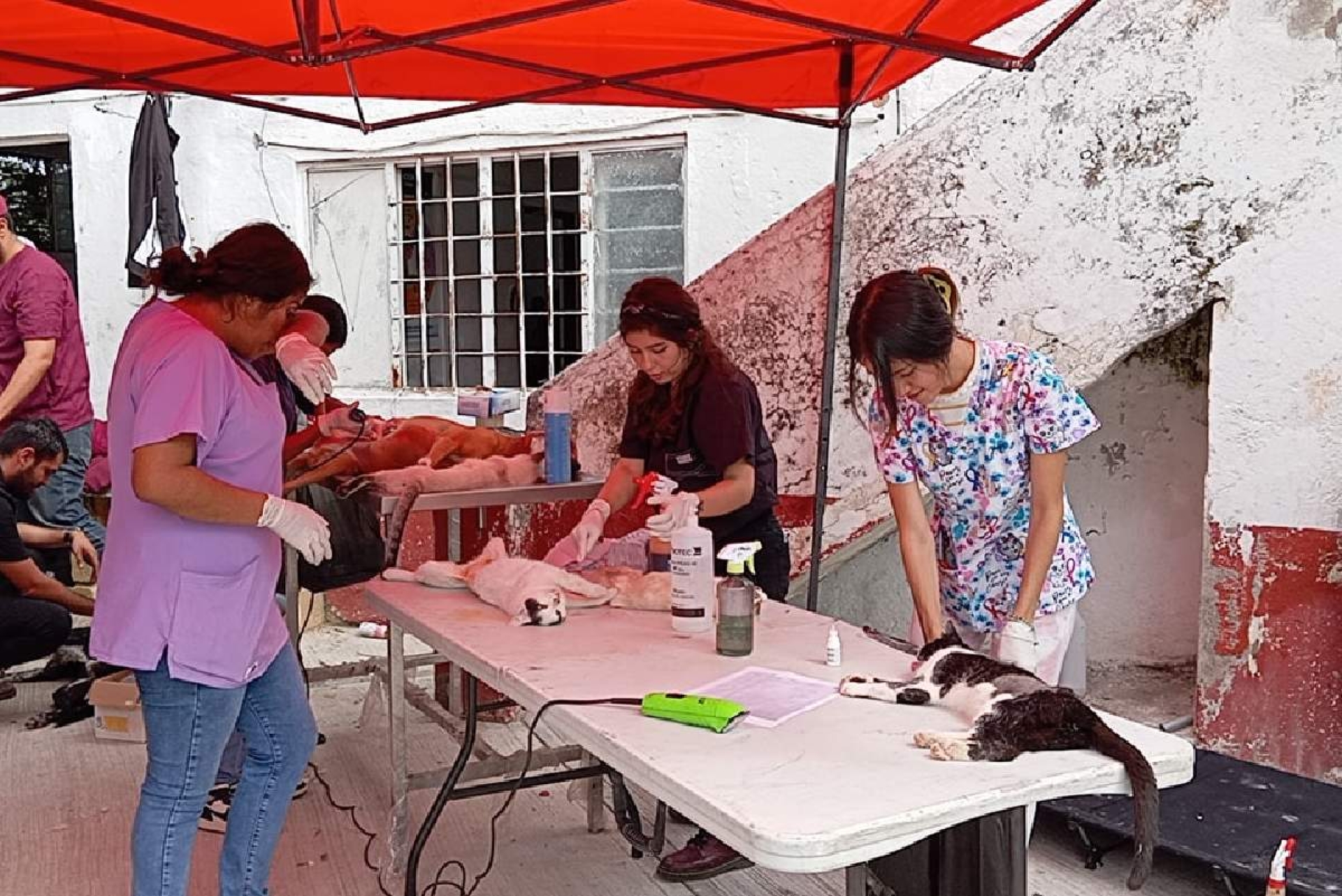 Cuautla promueve la esterilización canina y felina