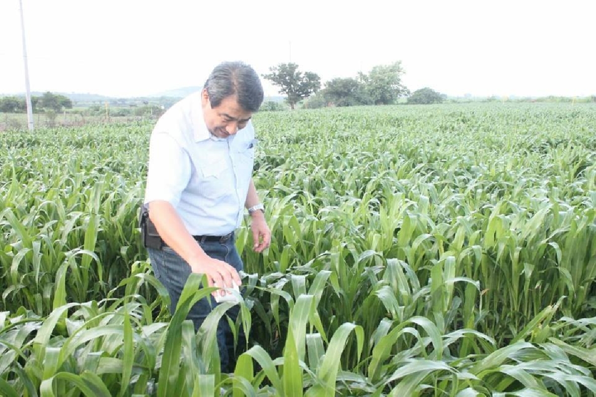 Parcelas abandonadas, principales focos de infestación del pulgón amarillo: Rafael Ambriz Cervantes