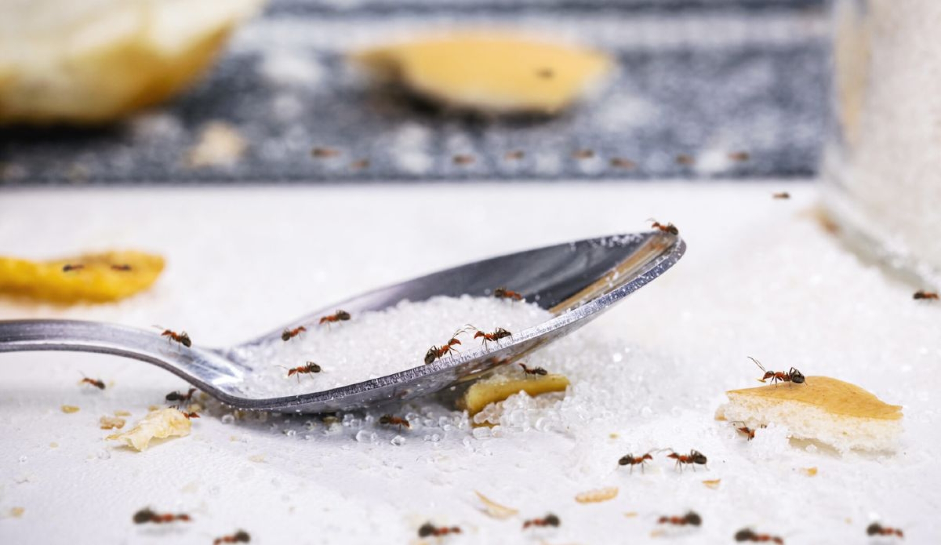 Consejos prácticos para mantener tu cocina libre de insectos indeseados