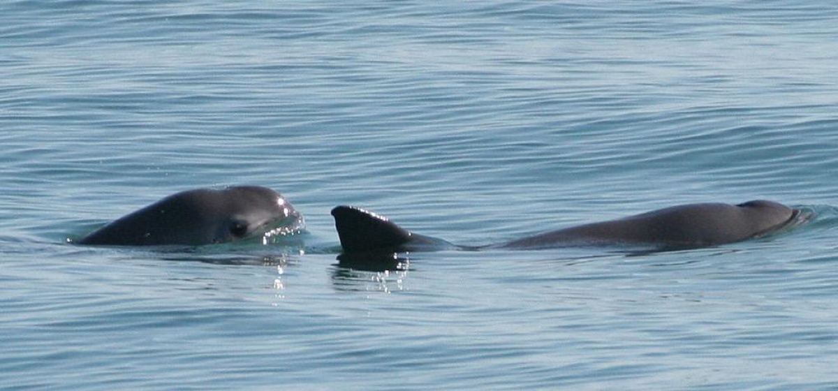 Aumentan las vaquitas marinas en México