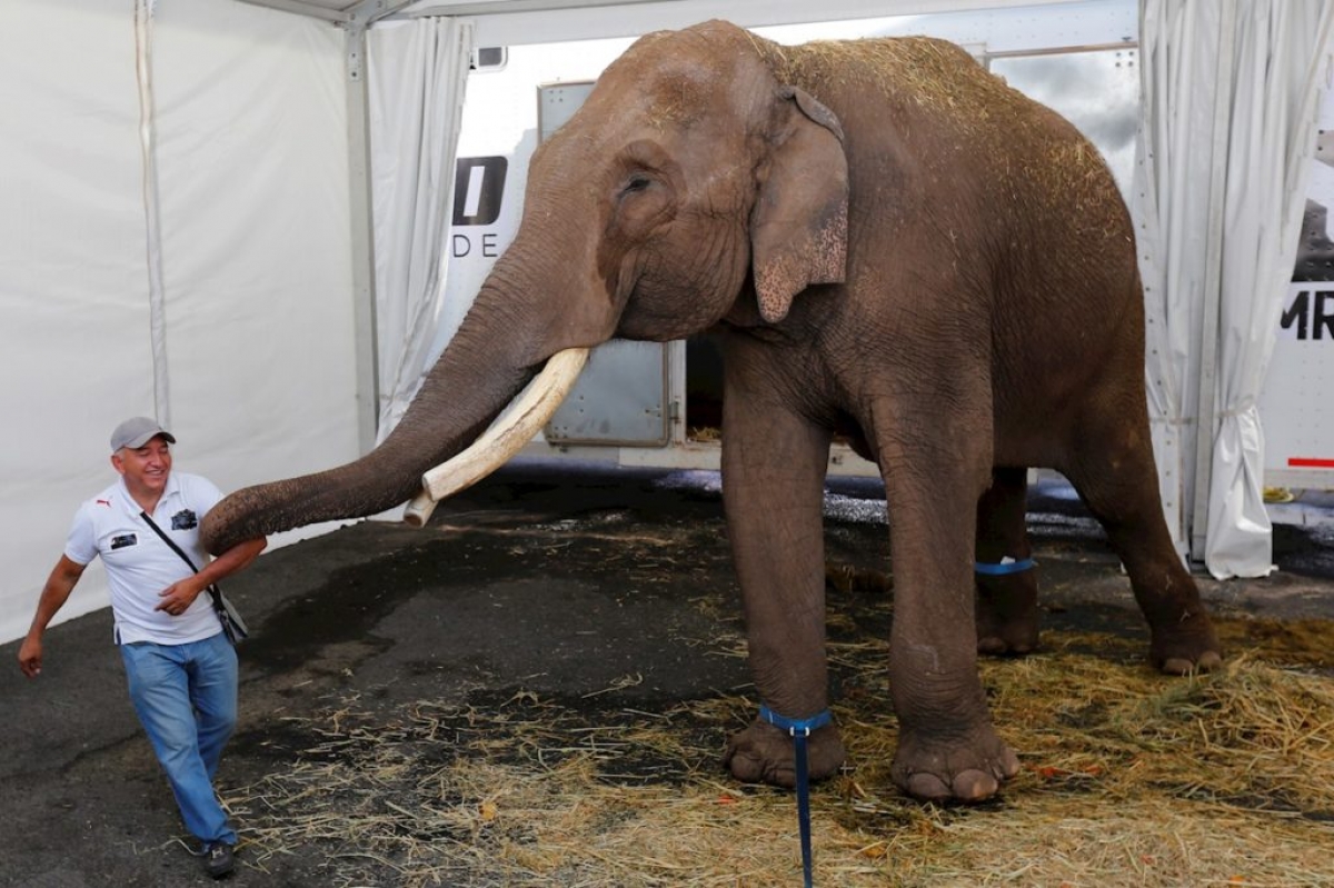 Rescatan elefante que fue abandonado por un Circo en Guadalajara