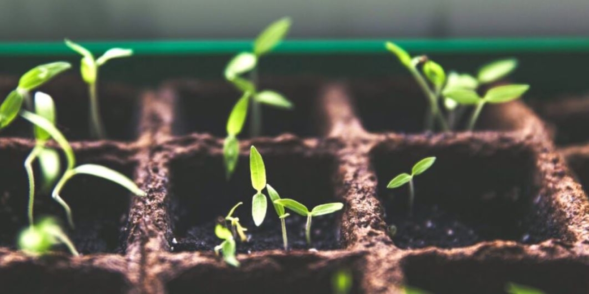 ¡Revive tus plantas! Este abono casero y barato mejora su crecimiento