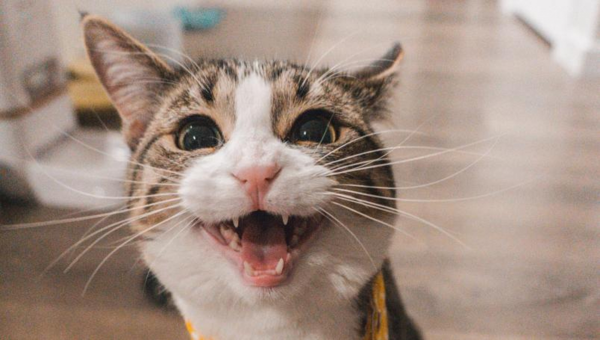 Tu gato maúlla solo para manipularte