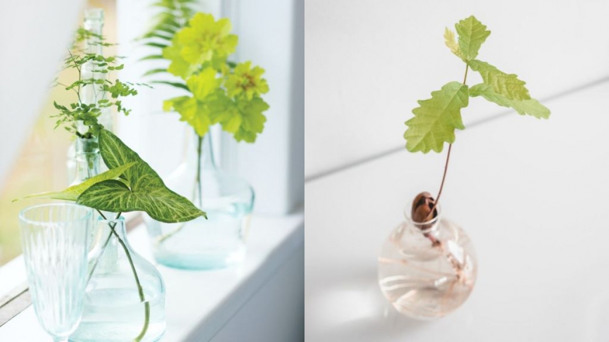 Tipos de plantas acuáticas hermosas y fáciles de cuidar para tener en casa