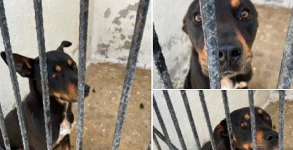 Animalistas exhortan a FGE a cumplir con su labor 'de manera profesional, ética y responsable'