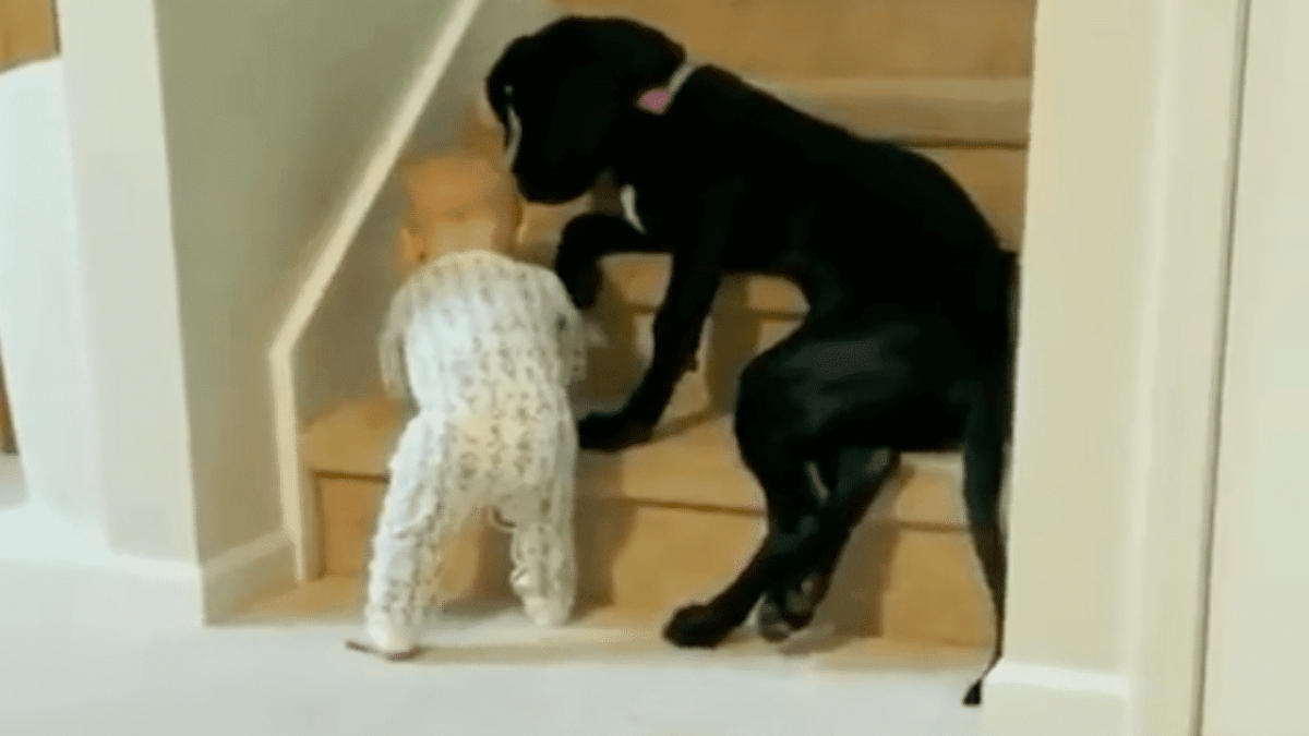 Perro cuida a un bebé de no subirse a las escaleras