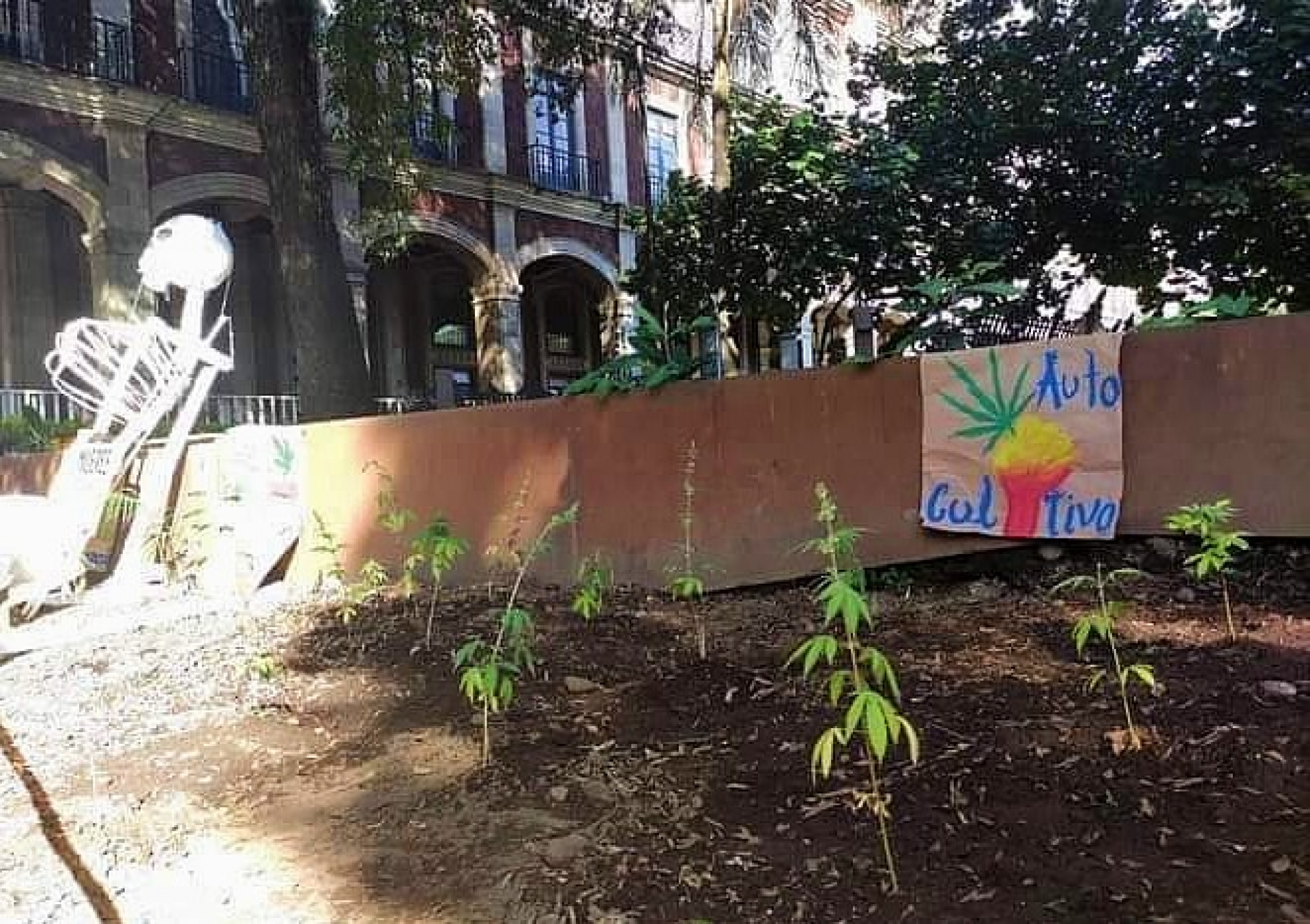 Inicia 'Green Rights' campaña pro legalización del uso lúdico de marihuana