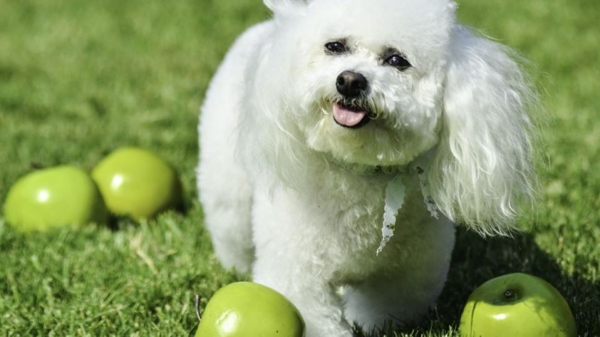 ¿Se le puede dar manzana a nuestro perro?