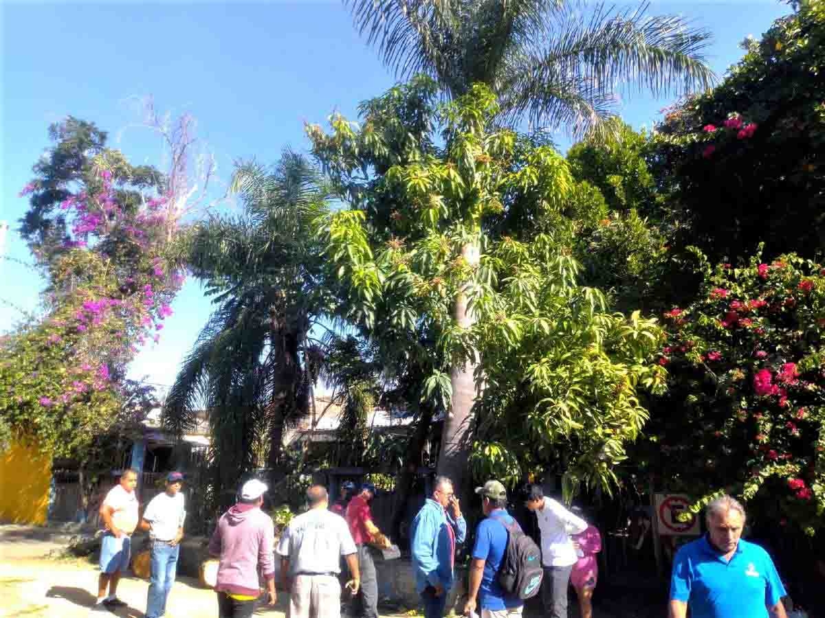 Salvan vecinos una palmera protegida que iba a ser talada