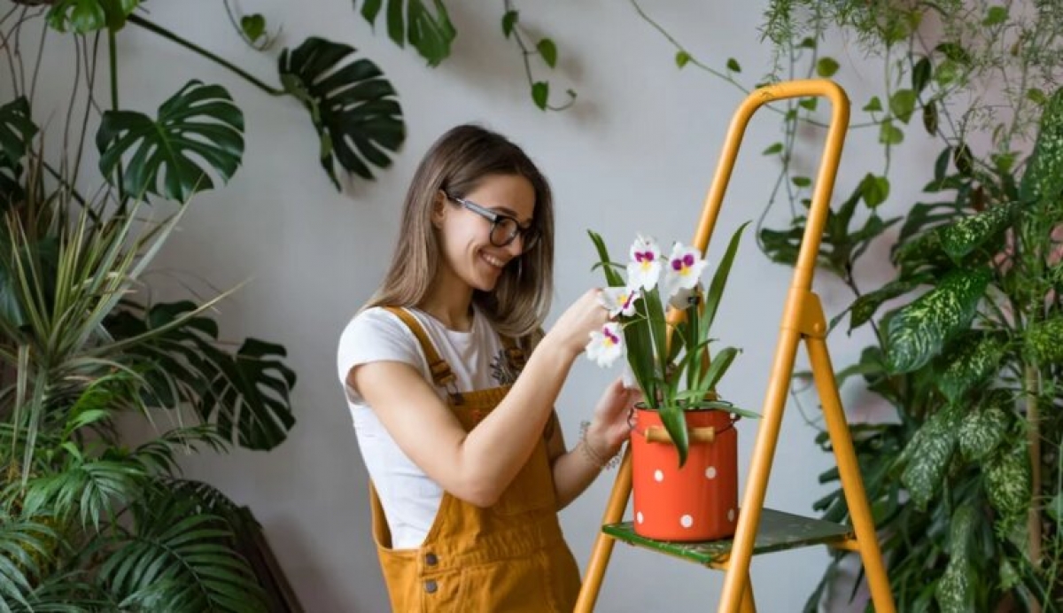 Identifica qué plantas son de sol o las que requieren sombra
