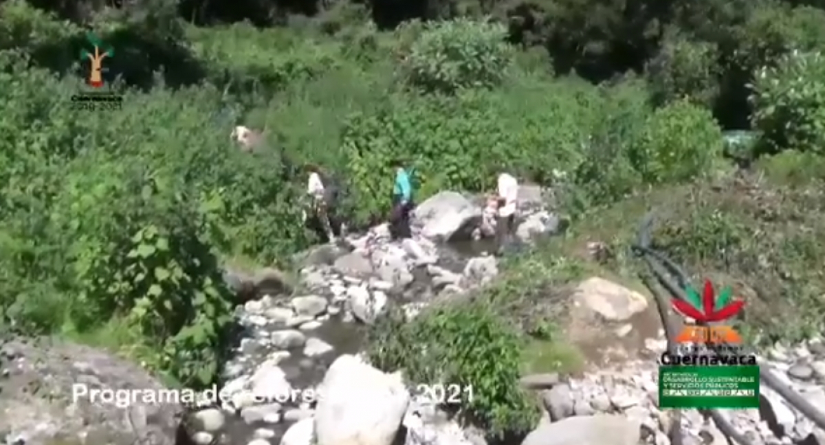 Con apoyo de voluntarios plantan 300 ahuehuetes en Santa María Ahuacatitlán